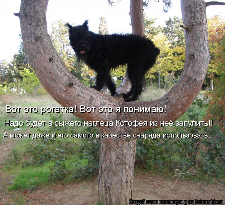 Вот это рогатка! Вот это я понимаю! Надо будет в рыжего наглеца Котофея из неё запулить!! А может даж... Котоматрица: Вот это рогатка! Вот это я понимаю! Надо будет в рыжего наглеца Котофея из неё запулить!! А может даже и его самого в качестве снаряда использ