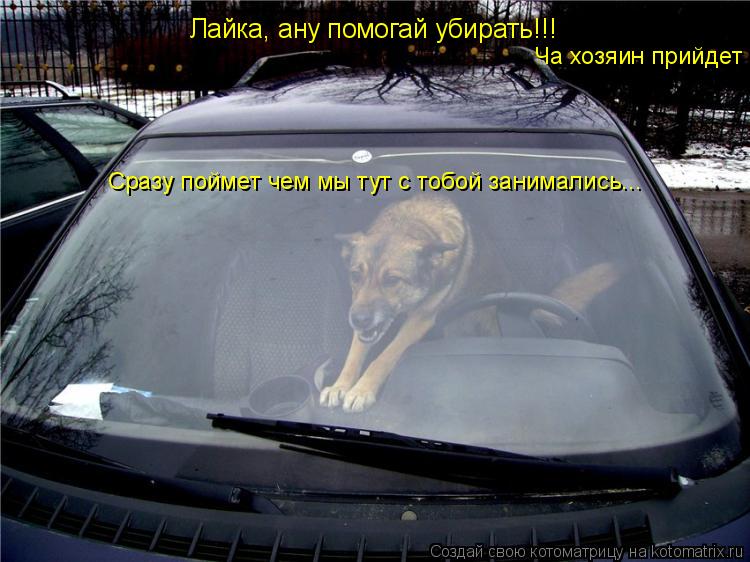 Лайка, ану помогай убирать!!! Ча хозяин прийдет Сразу поймет чем мы тут с тобой занимались...... Котоматрица: Лайка, ану помогай убирать!!! Ча хозяин прийдет Сразу поймет чем мы тут с тобой занимались...