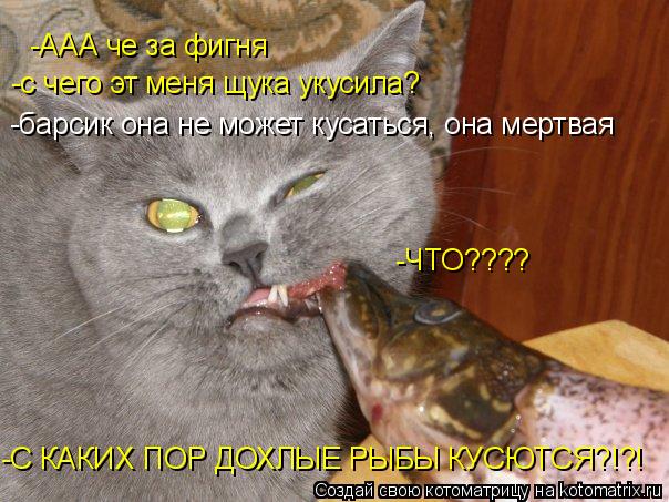 -ААА че за фигня -барсик она не может кусаться, она мертвая -ЧТО???? -С КАКИХ ПОР ДОХЛЫЕ РЫБЫ КУСЮТСЯ... Котоматрица: -ААА че за фигня -барсик она не может кусаться, она мертвая -ЧТО???? -С КАКИХ ПОР ДОХЛЫЕ РЫБЫ КУСЮТСЯ?!?! -с чего эт меня щука укусила?
