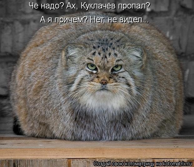 Котоматрица: А я причем? Нет, не видел... Че надо? Ах, Куклачёв пропал?