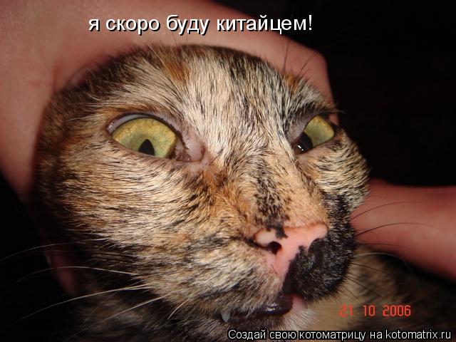 Котоматрица: я скоро буду китайцем!