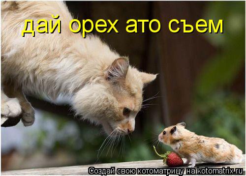 дай орех ато съем... Котоматрица: дай орех ато съем