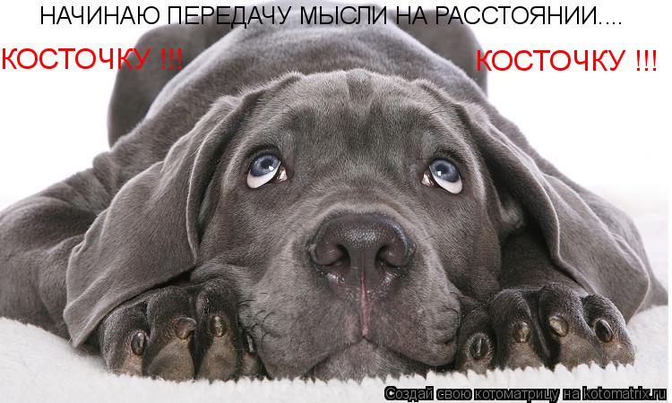Котоматрица: НАЧИНАЮ ПЕРЕДАЧУ МЫСЛИ НА РАССТОЯНИИ.... КОСТОЧКУ !!! КОСТОЧКУ !!!