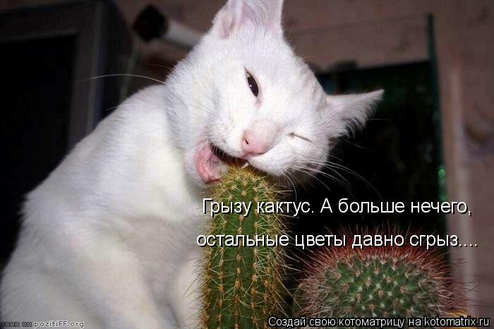 Грызу кактус. А больше нечего, остальные цветы давно сгрыз....... Котоматрица: Грызу кактус. А больше нечего, остальные цветы давно сгрыз....