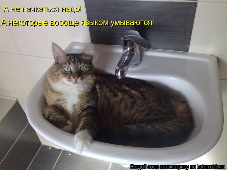 А не пачкаться надо! А некоторые вообще языком умываются!... Котоматрица: А не пачкаться надо! А некоторые вообще языком умываются!