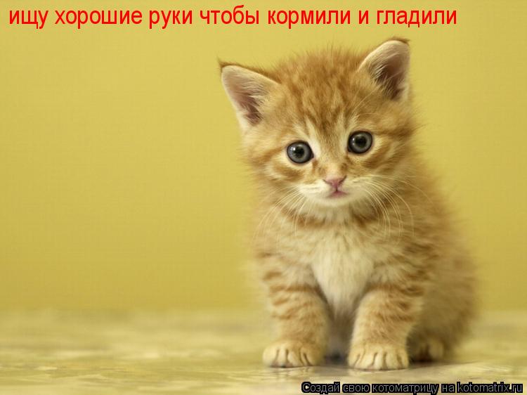 ищу хорошие руки чтобы кормили и гладили... Котоматрица: ищу хорошие руки чтобы кормили и гладили
