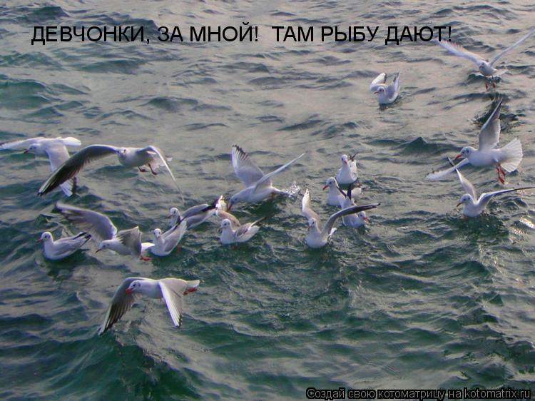 ДЕВЧОНКИ, ЗА МНОЙ! ТАМ РЫБУ ДАЮТ!... Котоматрица: ДЕВЧОНКИ, ЗА МНОЙ! ТАМ РЫБУ ДАЮТ!