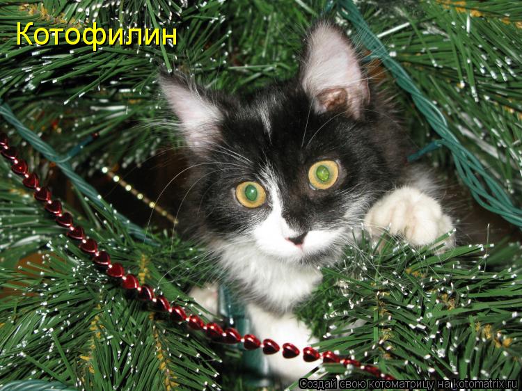 Котофилин... Котоматрица: Котофилин