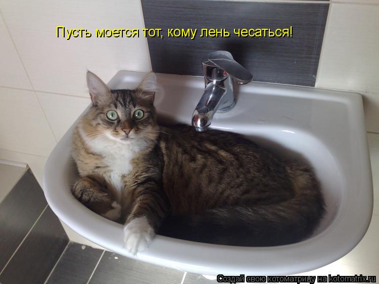 Котоматрица: Пусть моется тот, кому лень чесаться!