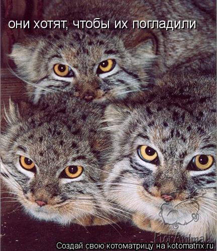 Котоматрица: они хотят, чтобы их погладили