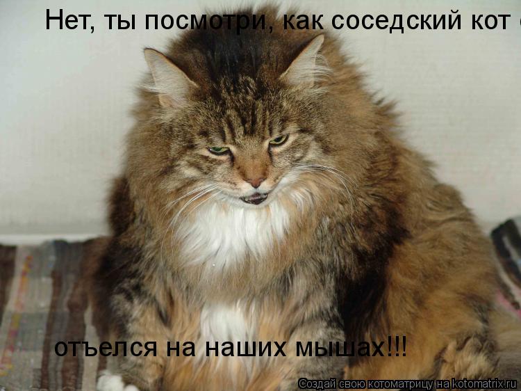 Нет, ты посмотри, как соседский кот отъелся на наших мышах!!! отъелся на наших мышах!!!... Котоматрица: Нет, ты посмотри, как соседский кот отъелся на наших мышах!!! отъелся на наших мышах!!!