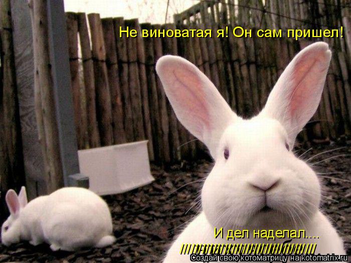 Котоматрица: Не виноватая я! Он сам пришел! ///////////////////////////////////// И дел наделал....