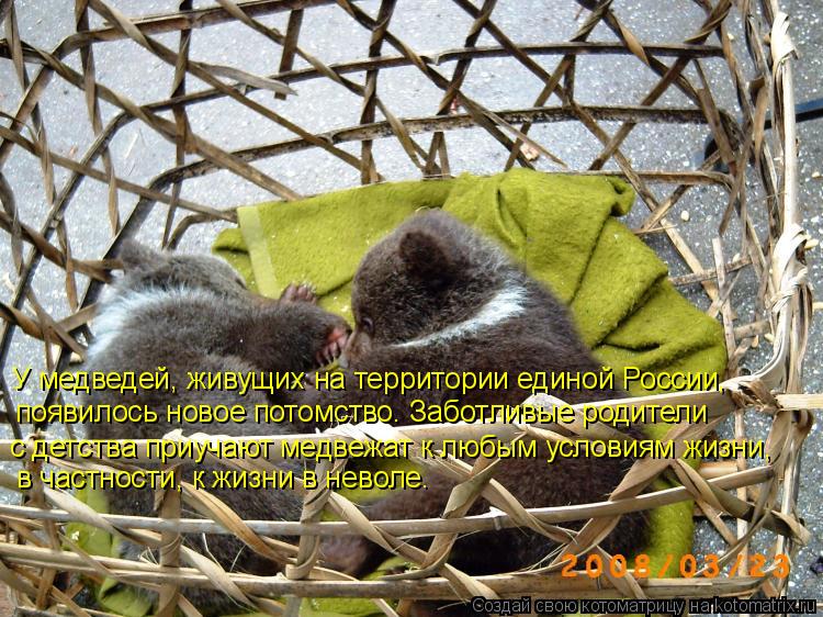 У медведей, живущих на территории единой России, появилось новое потомство. Заботливые родители появи... Котоматрица: У медведей, живущих на территории единой России, появилось новое потомство. Заботливые родители появилось новое потомство. Заботливые род
