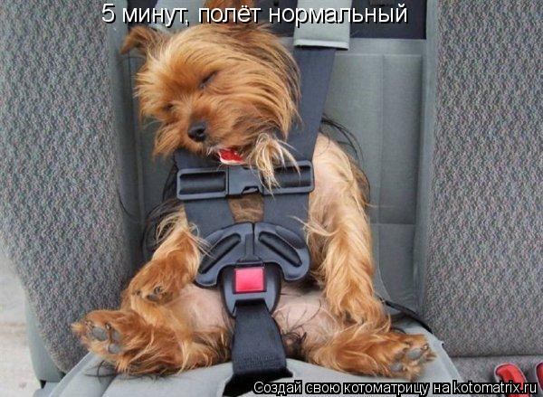 5 минут, полёт нормальный... Котоматрица: 5 минут, полёт нормальный