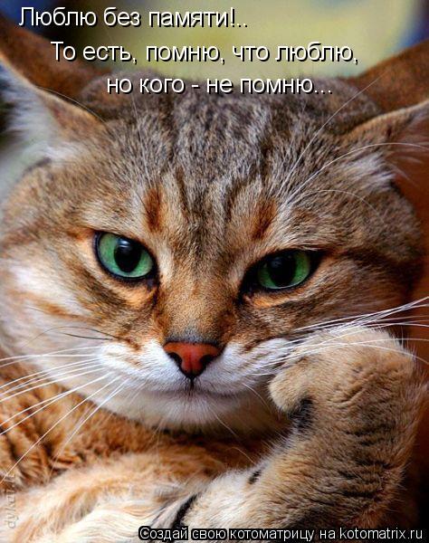 Люблю без памяти!.. То есть, помню, что люблю, но кого - не помню...... Котоматрица: Люблю без памяти!.. То есть, помню, что люблю, но кого - не помню...