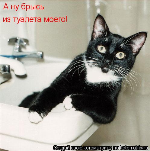 А ну брысь из туалета моего!... Котоматрица: А ну брысь из туалета моего!