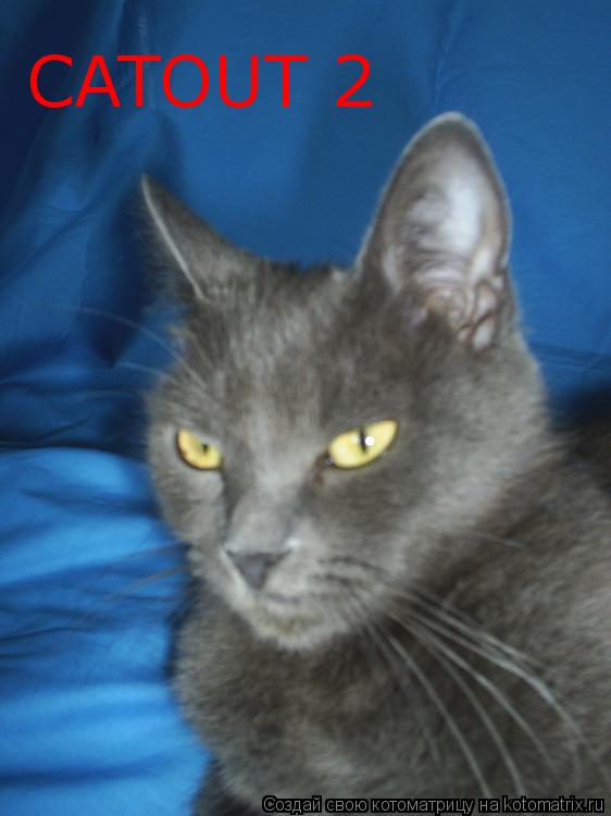 Котоматрица: CATOUT 2