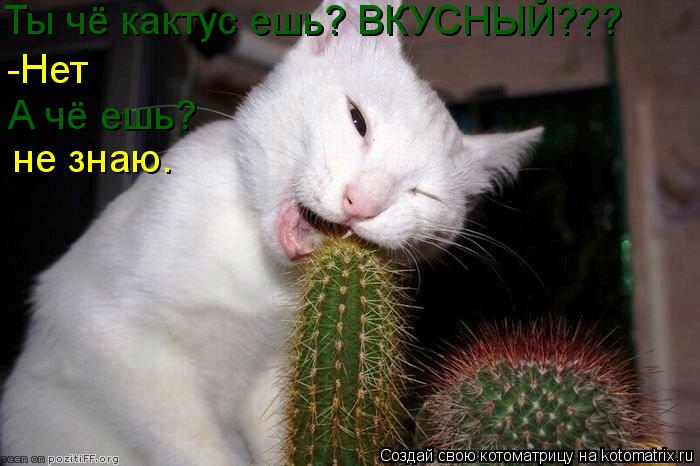 Ты чё кактус ешь? ВКУСНЫЙ??? -Нет А чё ешь? не знаю.... Котоматрица: Ты чё кактус ешь? ВКУСНЫЙ??? -Нет А чё ешь? не знаю.