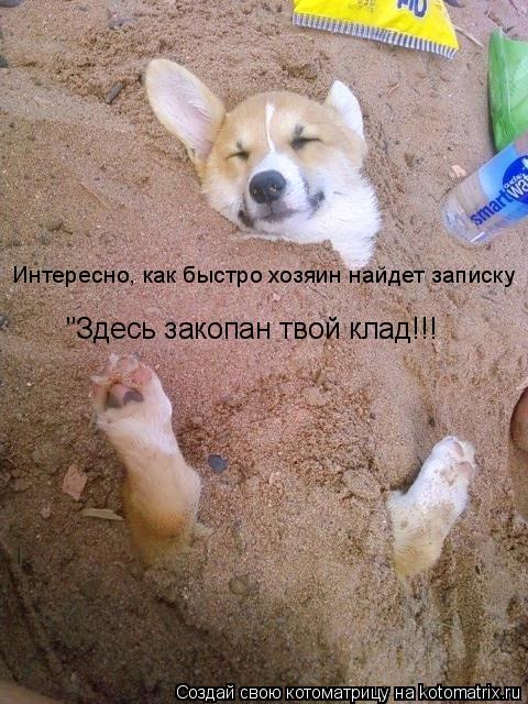 Котоматрица: Интересно, как быстро хозяин найдет записку "Здесь закопан твой клад!!!