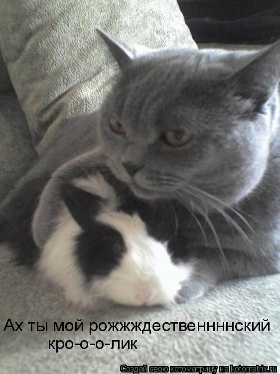 Котоматрица: Ах ты мой рожжждественнннский кро-о-о-лик