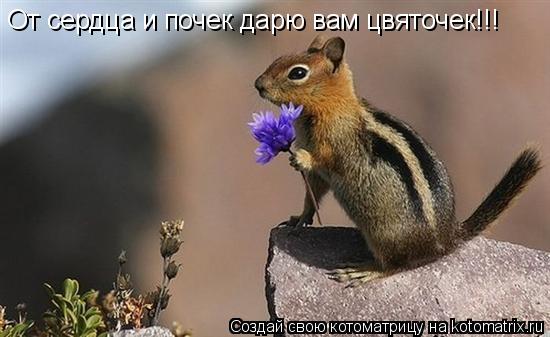 Котоматрица: От сердца и почек дарю вам цвяточек!!!