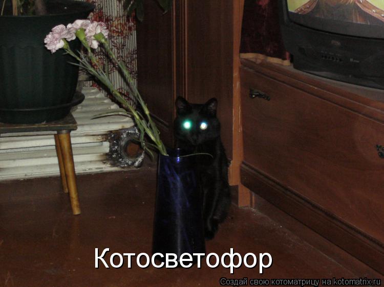 Котоматрица: Котосветофор