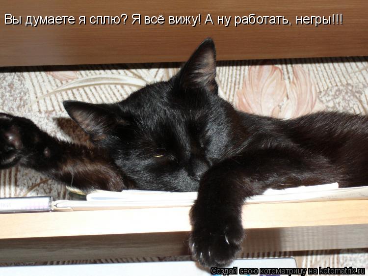 Котоматрица: Вы думаете я сплю? Я всё вижу! А ну работать, негры!!!
