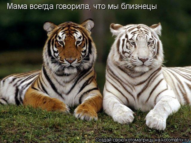 Мама всегда говорила, что мы близнецы... Котоматрица: Мама всегда говорила, что мы близнецы