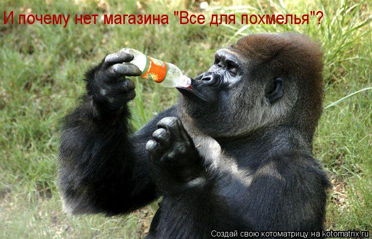И почему нет магазина "Все для похмелья"?... Котоматрица: И почему нет магазина "Все для похмелья"?
