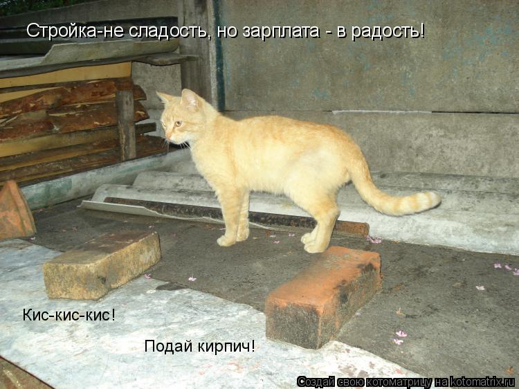 Котоматрица: Стройка-не сладость, но зарплата - в радость! Кис-кис-кис! Подай кирпич!
