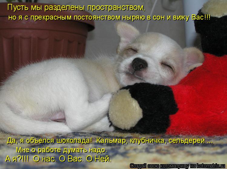 Котоматрица: Пусть мы разделены пространством,  но я с прекрасным постоянством ныряю в сон и вижу Вас!!!  Да, я объелся шоколада!  Кальмар, клубничка, сельд