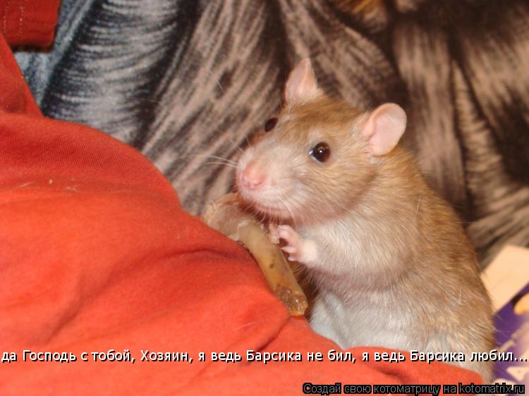 да Господь с тобой, Хозяин, я ведь Барсика не бил, я ведь Барсика любил... да Господь с тобой, Хозяин... Котоматрица: да Господь с тобой, Хозяин, я ведь Барсика не бил, я ведь Барсика любил... да Господь с тобой, Хозяин, я ведь Барсика не бил, я ведь Барсика люби