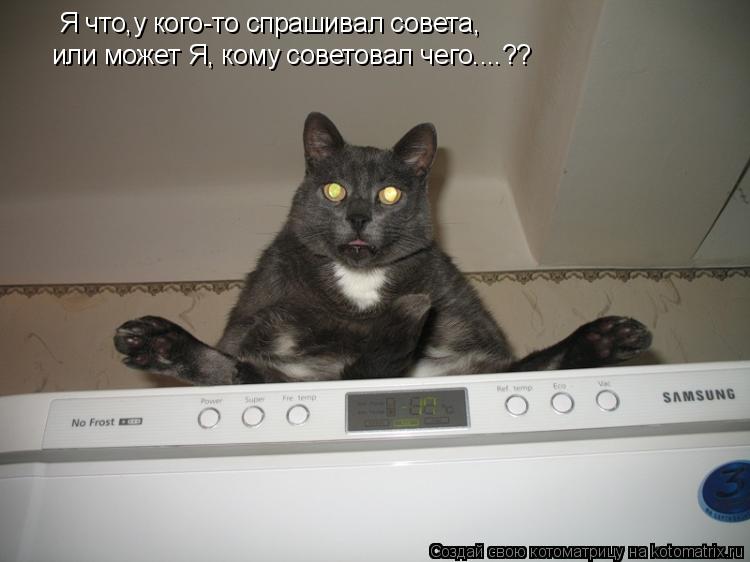 Я что,у кого-то спрашивал совета, или может Я, кому советовал чего....??... Котоматрица: Я что,у кого-то спрашивал совета, или может Я, кому советовал чего....??