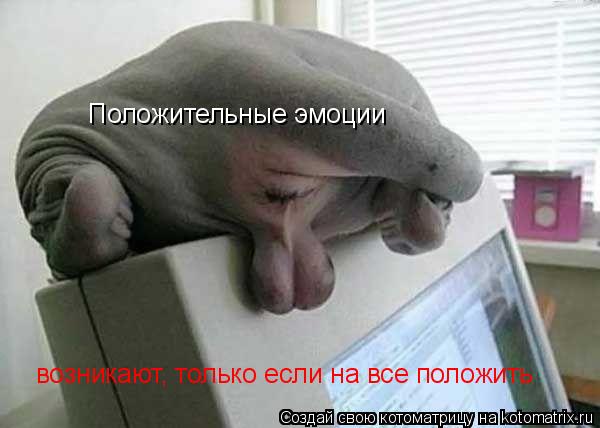 Положительные эмоции возникают, только если на все положить... Котоматрица: Положительные эмоции возникают, только если на все положить