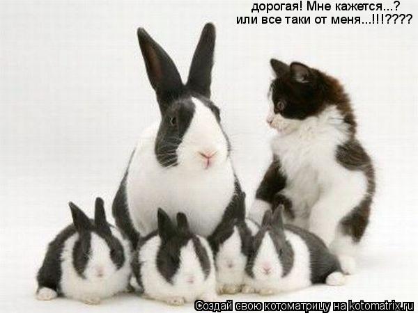 Котоматрица: дорогая! Мне кажется...? или все таки от меня...!!!????