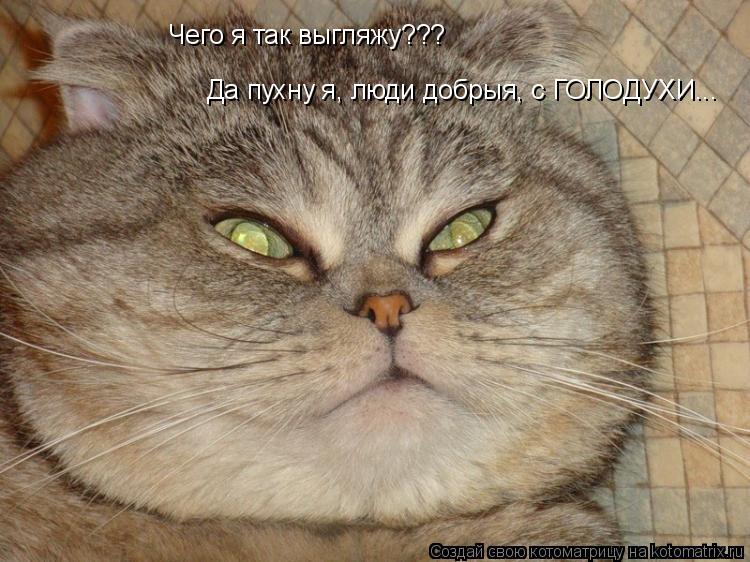 Чего я так выгляжу??? Да пухну я, люди добрыя, с ГОЛОДУХИ...... Котоматрица: Чего я так выгляжу??? Да пухну я, люди добрыя, с ГОЛОДУХИ...