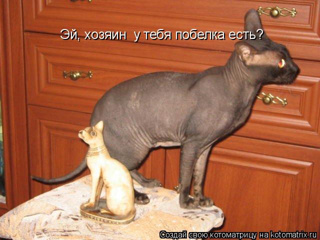 Котоматрица: Эй, хозяин  у тебя побелка есть?