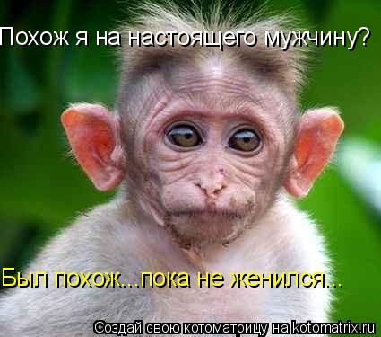 Котоматрица: Похож я на настоящего мужчину? Был похож...пока не женился...