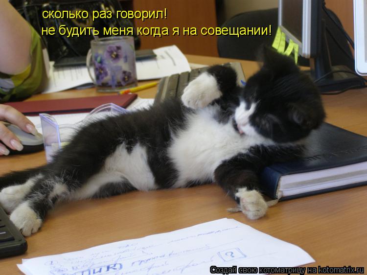 сколько раз говорил! не будить меня когда я на совещании!... Котоматрица: сколько раз говорил! не будить меня когда я на совещании!