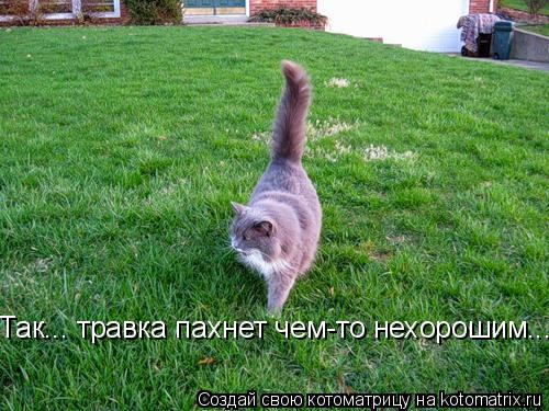 Так... травка пахнет чем-то нехорошим...... Котоматрица: Так... травка пахнет чем-то нехорошим...