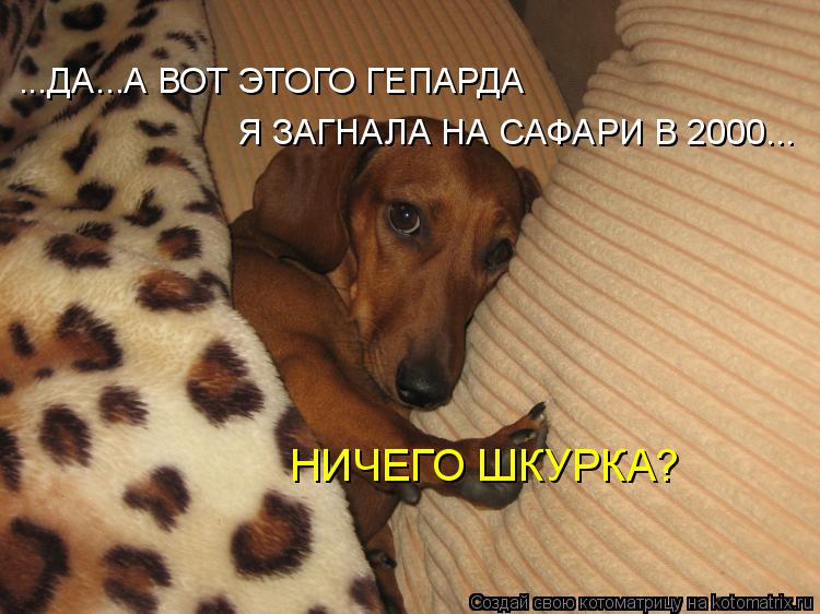 Котоматрица: ...ДА...А ВОТ ЭТОГО ГЕПАРДА Я ЗАГНАЛА НА САФАРИ В 2000... НИЧЕГО ШКУРКА?