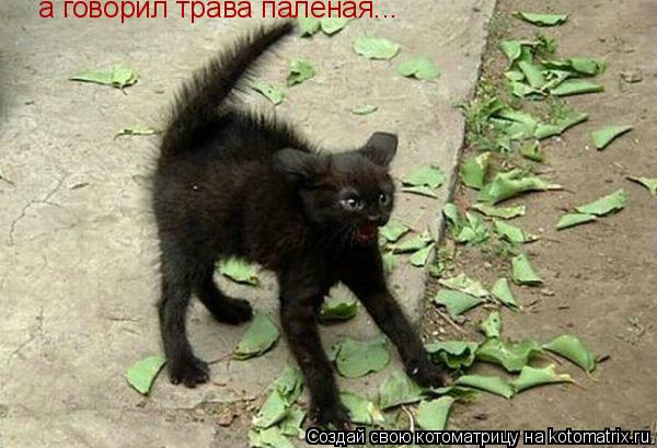 Котоматрица: а говорил трава палёная...