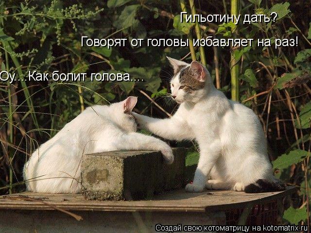Оу....Как болит голова.... Говорят от головы избавляет на раз! Гильотину дать?... Котоматрица: Оу....Как болит голова.... Говорят от головы избавляет на раз! Гильотину дать?