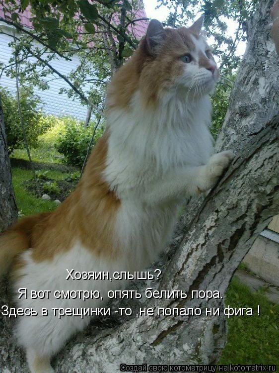 Я вот смотрю, опять белить пора. Хозяин,слышь? Здесь в трещинки -то ,не попало ни фига !... Котоматрица: Я вот смотрю, опять белить пора. Хозяин,слышь? Здесь в трещинки -то ,не попало ни фига !