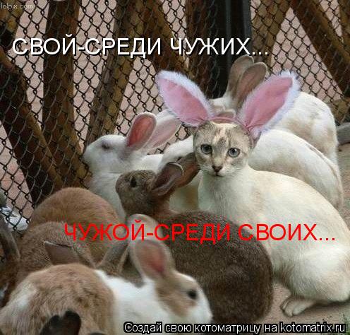 Котоматрица: СВОЙ-СРЕДИ ЧУЖИХ... ЧУЖОЙ-СРЕДИ СВОИХ...