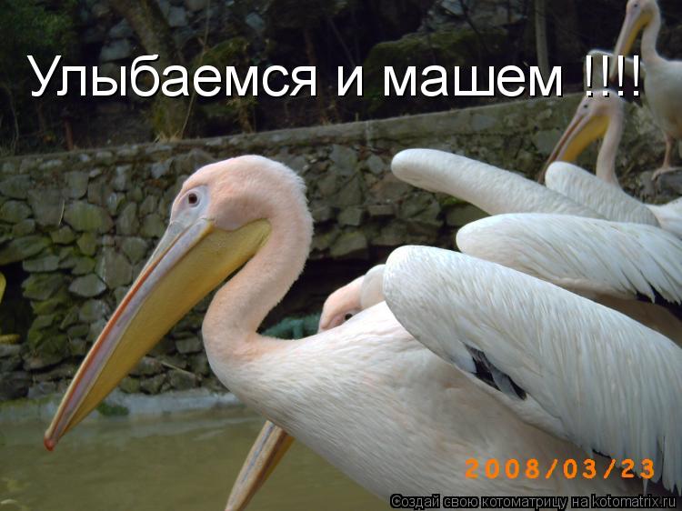 Котоматрица: Улыбаемся и машем !!!!