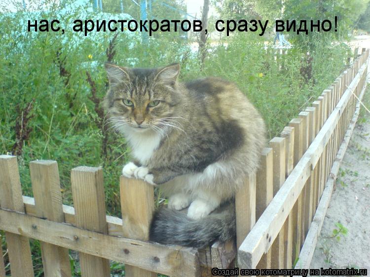 Котоматрица: нас, аристократов, сразу видно!