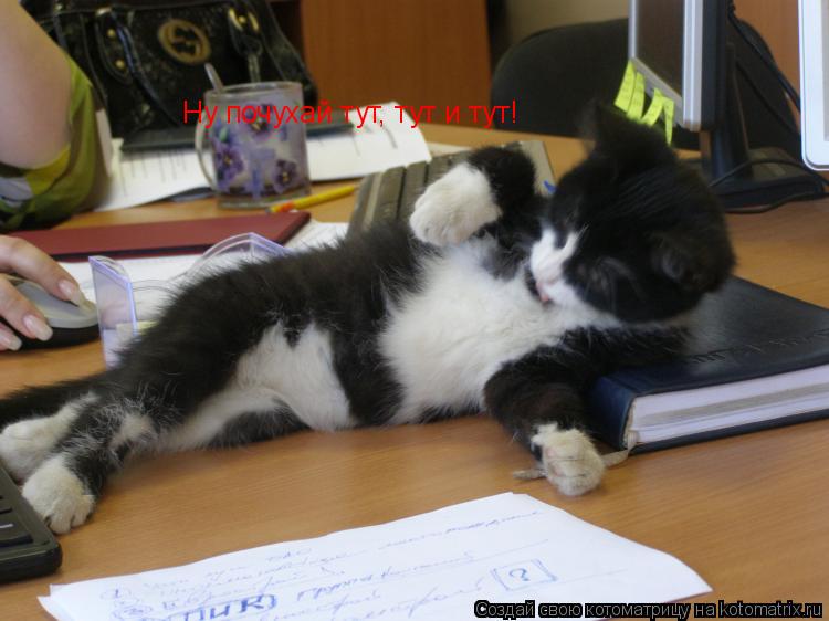 Ну почухай тут, тут и тут!... Котоматрица: Ну почухай тут, тут и тут!