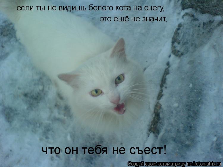 Котоматрица: если ты не видишь белого кота на снегу, это ещё не значит, что он тебя не съест!