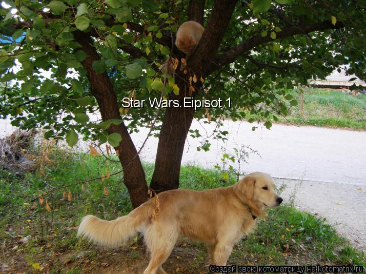 Котоматрица: Star Wars.Eipisot 1